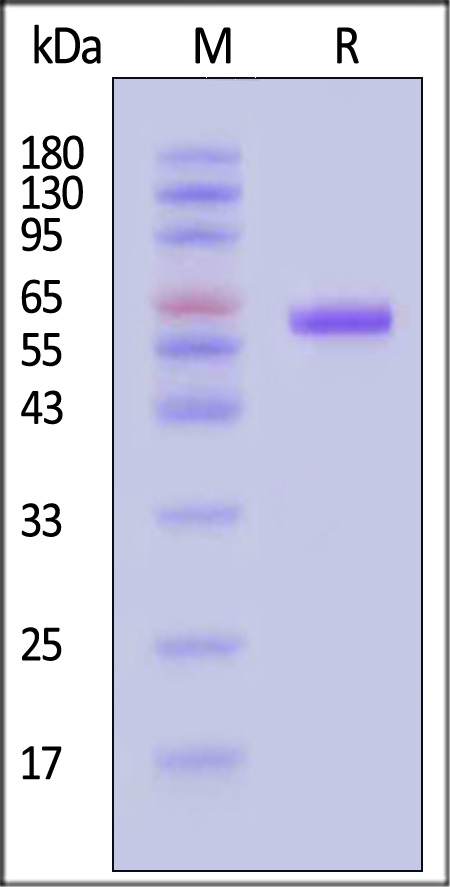 PD-L1 SDS-PAGE