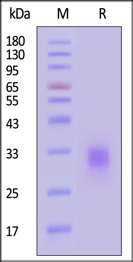 PD1-H5213-sds