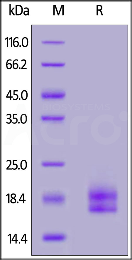 PD-L1 SDS-PAGE