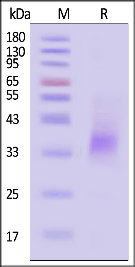 PD1-H82E5-sds