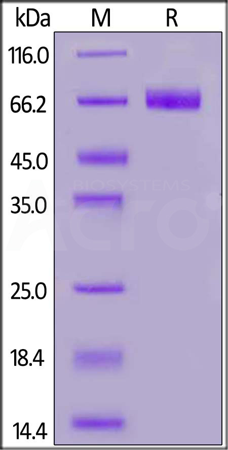 PD-L1 SDS-PAGE