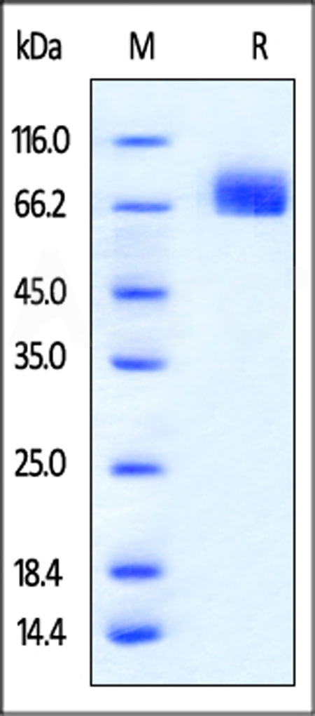 PD-L1 SDS-PAGE