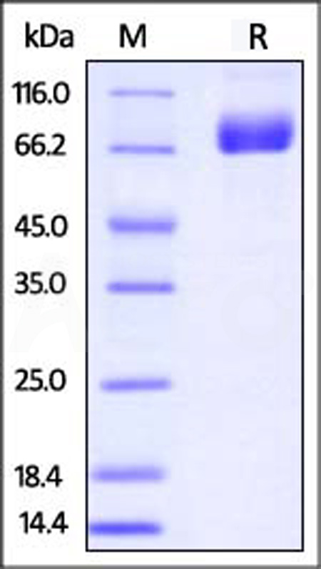 PD-L1 SDS-PAGE