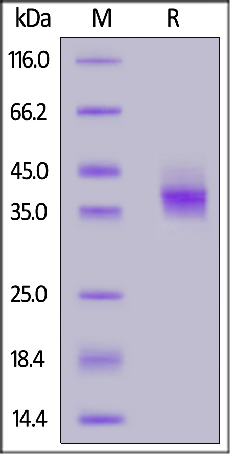 PDL-C82E8-sds