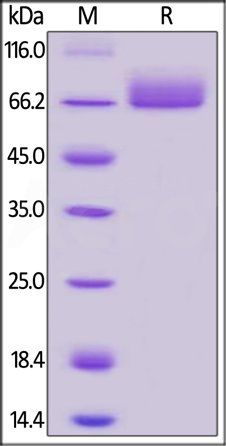 PD-L1 SDS-PAGE