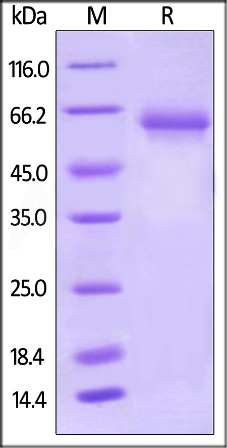 PD-L1 SDS-PAGE