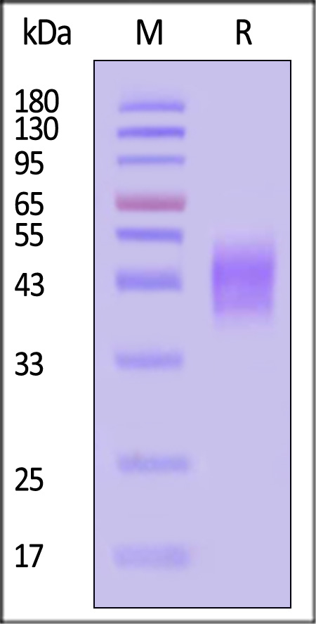 PD-L1 SDS-PAGE