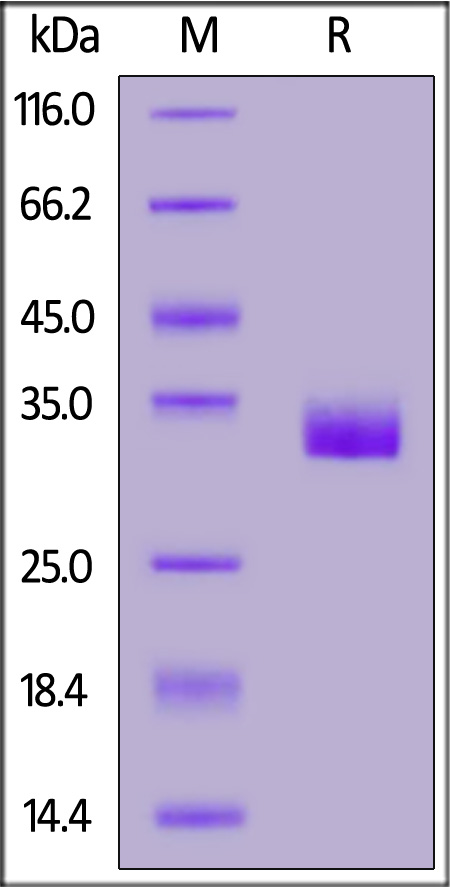 Prolactin R SDS-PAGE