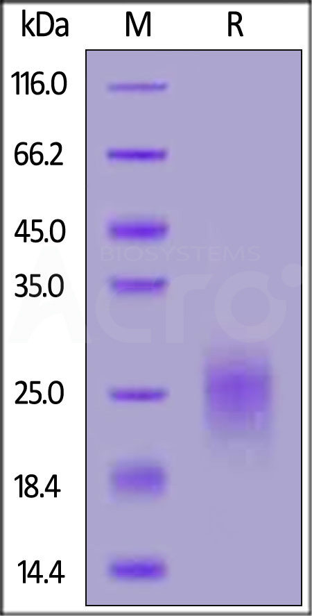 PSCA SDS-PAGE