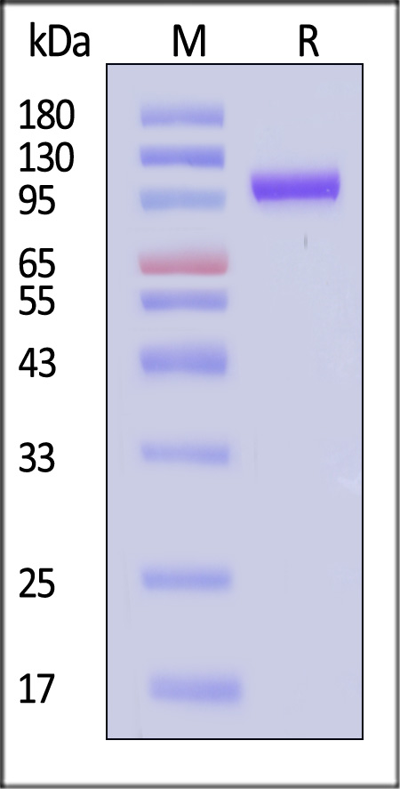 PTK7 SDS-PAGE