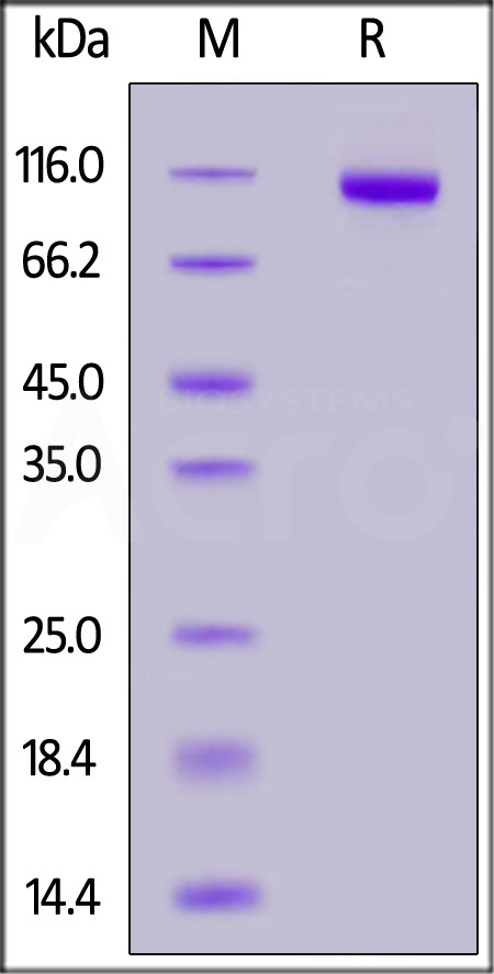 PTK7 SDS-PAGE