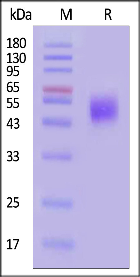 Nectin-1 SDS-PAGE