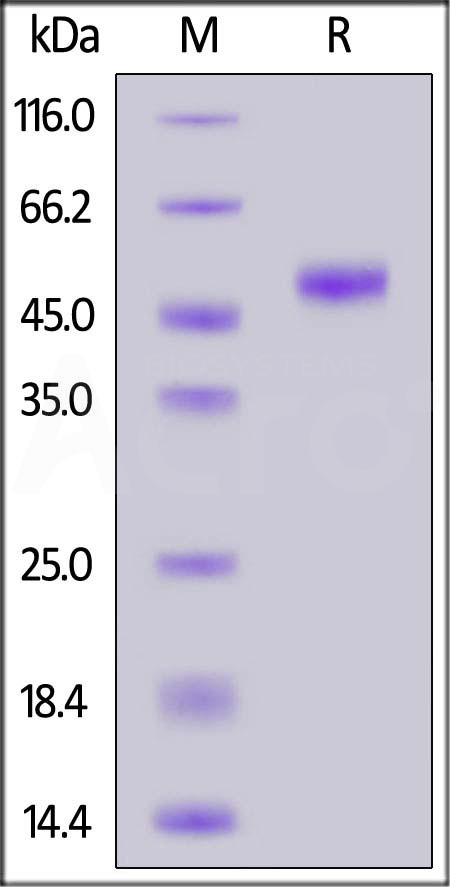 PVRIG SDS-PAGE