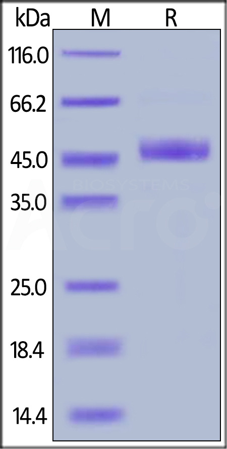 PVRIG SDS-PAGE