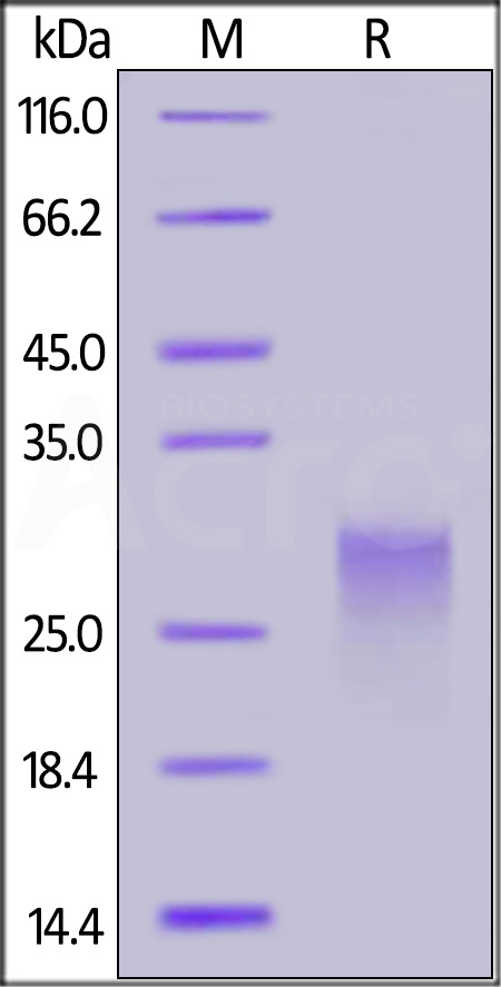 PVRIG SDS-PAGE