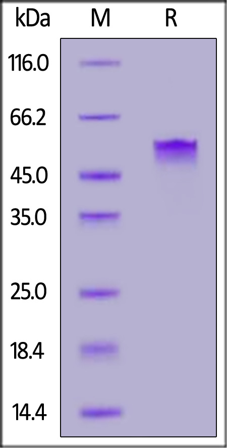 PVRIG SDS-PAGE