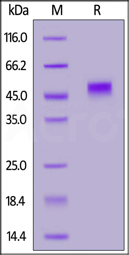 PVRIG SDS-PAGE