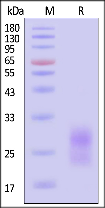 PVG-M52H7-sds