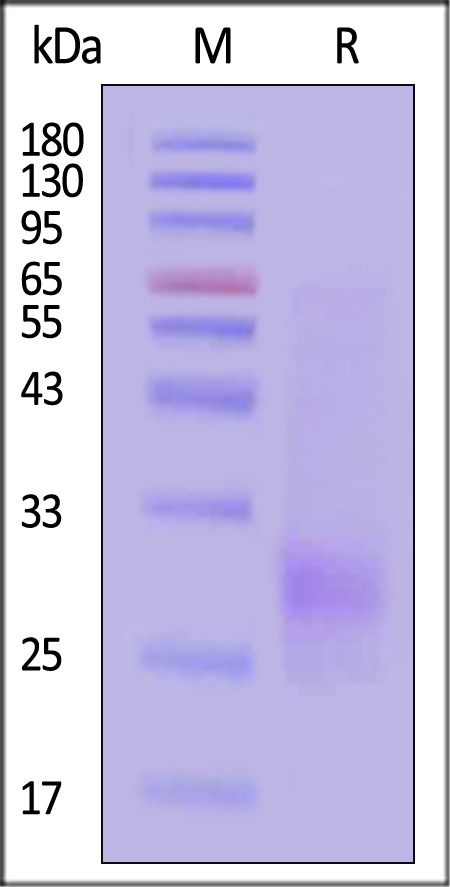 PVRIG SDS-PAGE