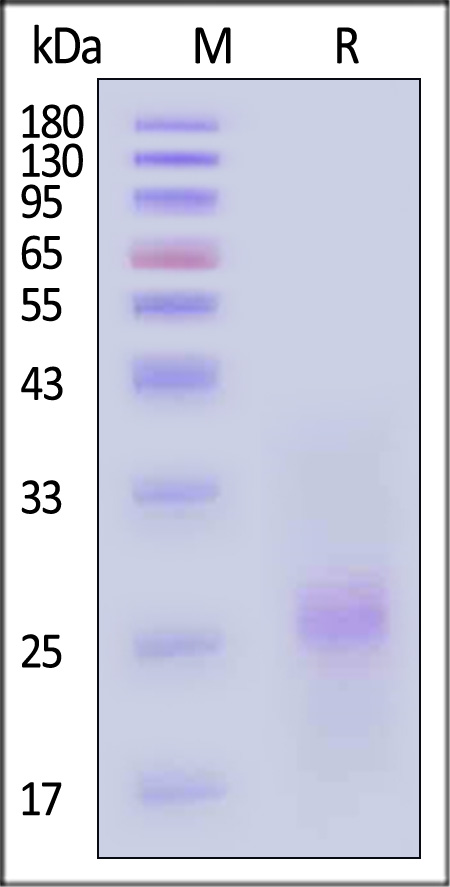 PVRIG SDS-PAGE