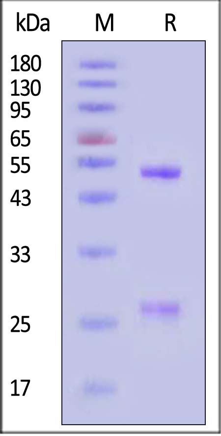 Glycoprotein (RABV) SDS-PAGE