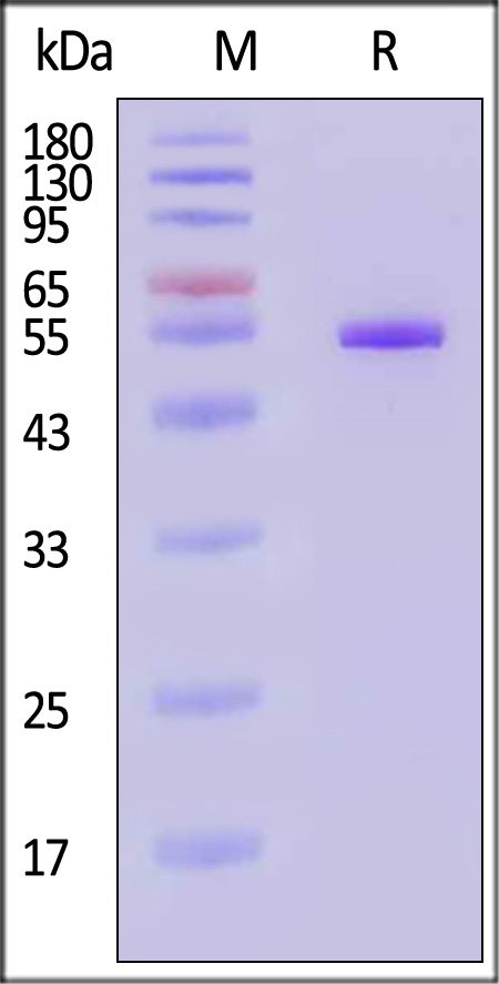 Glycoprotein (RABV) SDS-PAGE