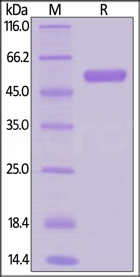 RAK-H5251-sds