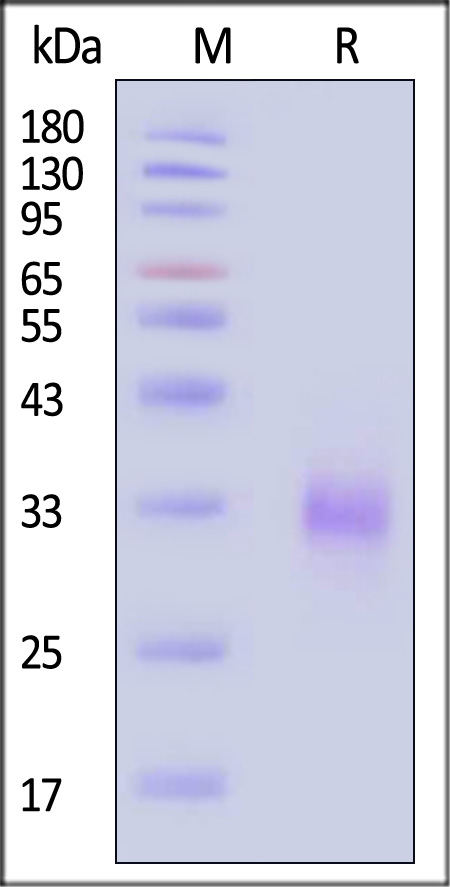 TNFSF11 SDS-PAGE