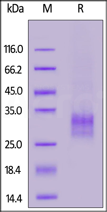 TNFSF11 SDS-PAGE