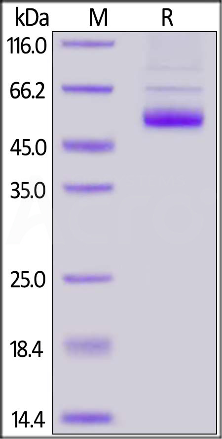 RAL-H5265-sds