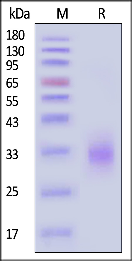 RAL-H82Q5-sds