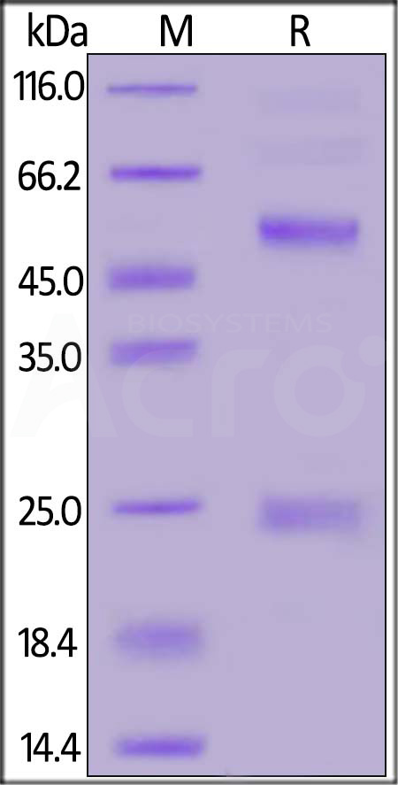 Rituximab SDS-PAGE