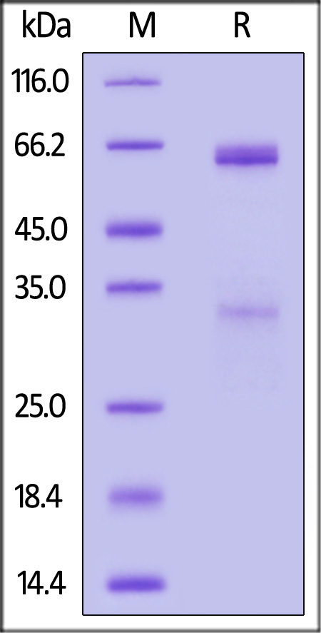 R-Spondin 3 SDS-PAGE