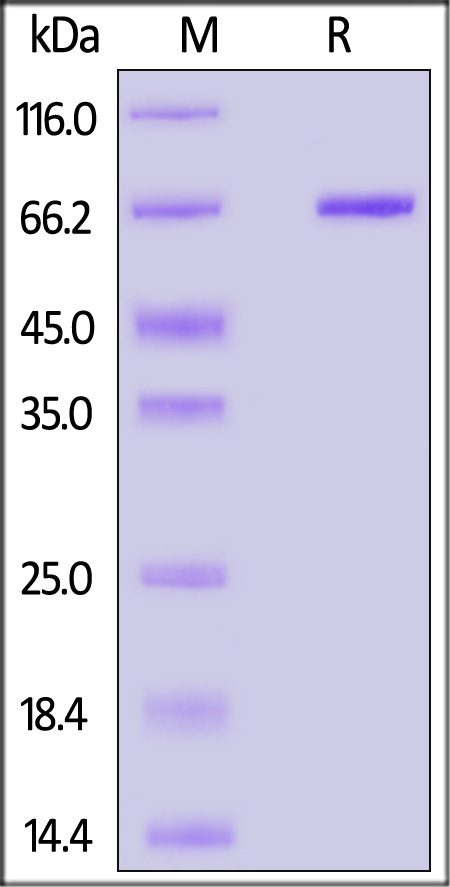 Serum Albumin SDS-PAGE