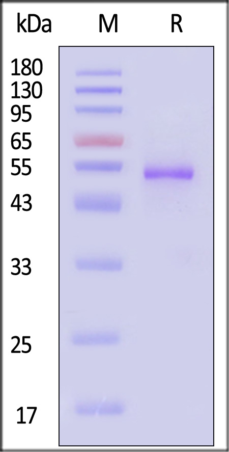 Post-Fusion glycoprotein F0 SDS-PAGE