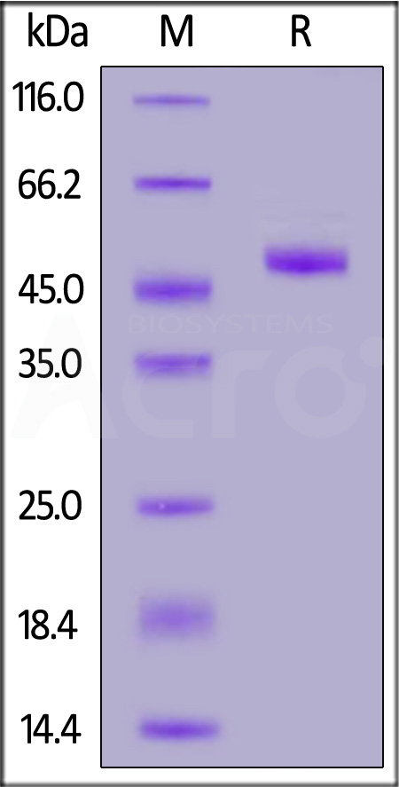 Post-Fusion glycoprotein F0 SDS-PAGE