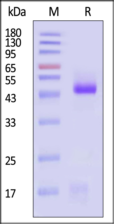 RSF-V52H9-sds