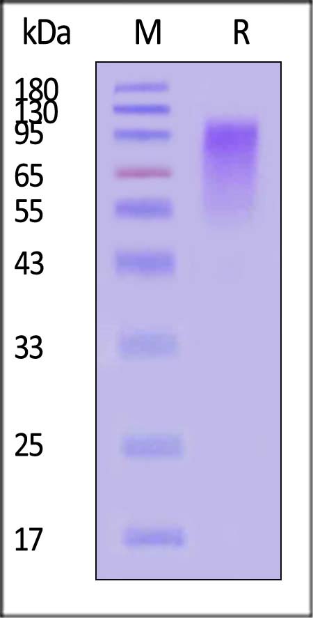 RSG-V5221-sds