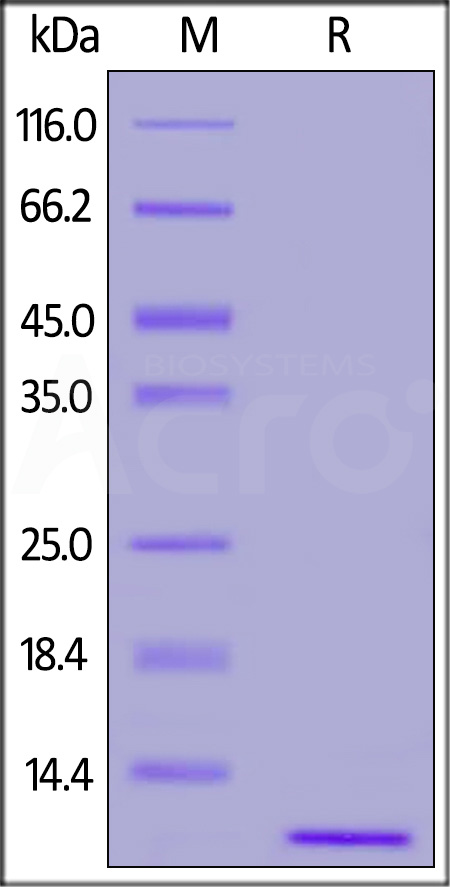 S100B SDS-PAGE