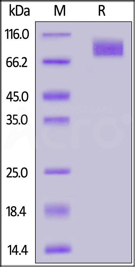 Spike S2 SDS-PAGE