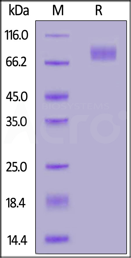 Spike S2 SDS-PAGE