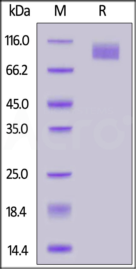 Spike S2 SDS-PAGE