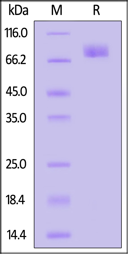 Spike S2 SDS-PAGE