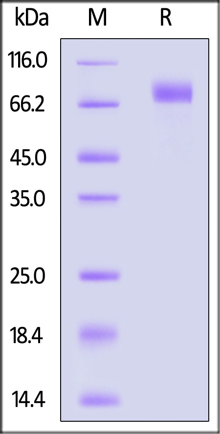 Spike S2 SDS-PAGE