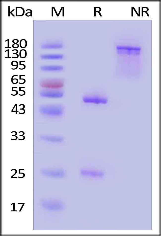 Spike S2 SDS-PAGE