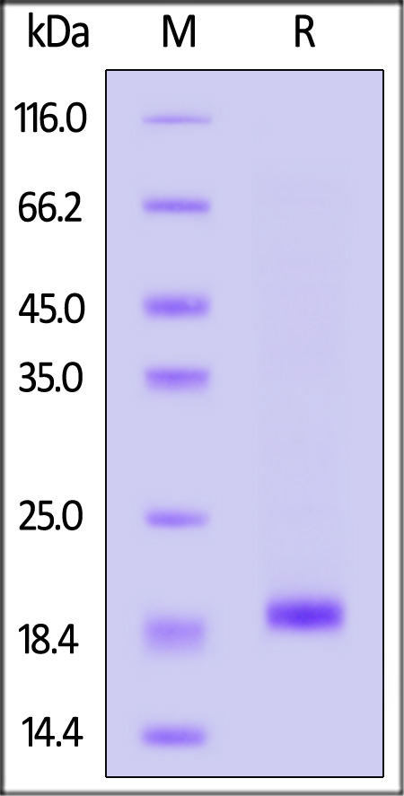 SOD1 SDS-PAGE