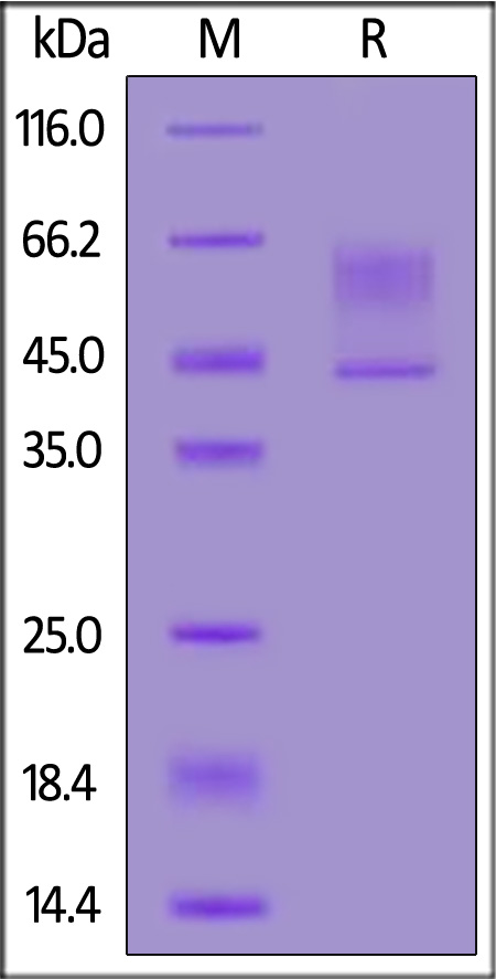 SY1-H82E2-sds