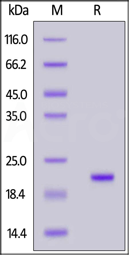 Tau SDS-PAGE