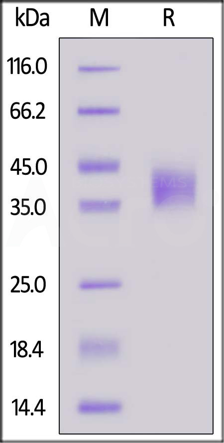 Coagulation Factor III SDS-PAGE