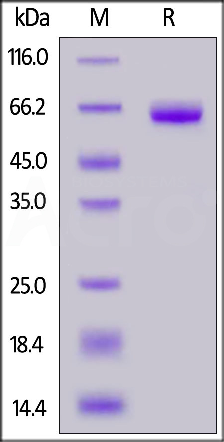 Coagulation Factor III SDS-PAGE